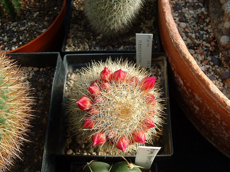 Mammillaria neocoronaria_2.JPG